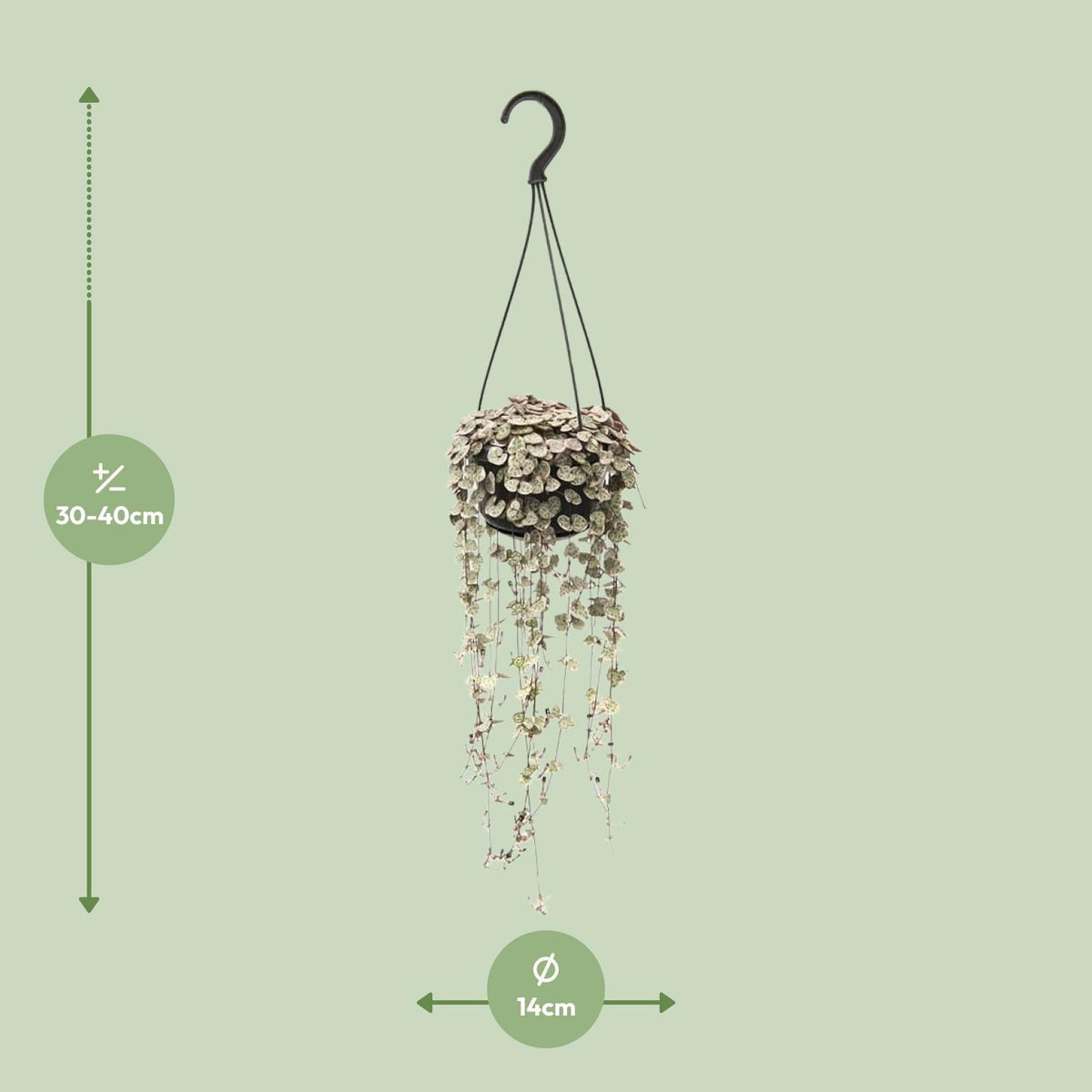 Ceropegia linearis subsp. woodii ‘Variegata’ – Leuchterblume – 14 cm Topf, 38 cm hoch - Green Guardia - Ihr Experte für Schädlinge und Pflanzen