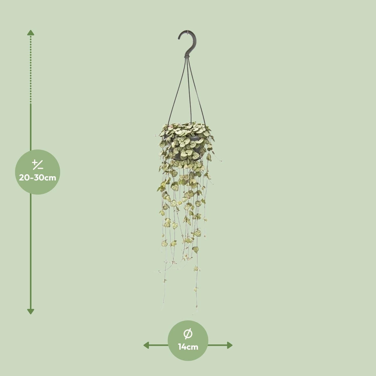 Ceropegia Woodii – Leuchterblume - 14 cm Topf, 50 cm hoch - Green Guardia - Ihr Experte für Schädlinge und Pflanzen