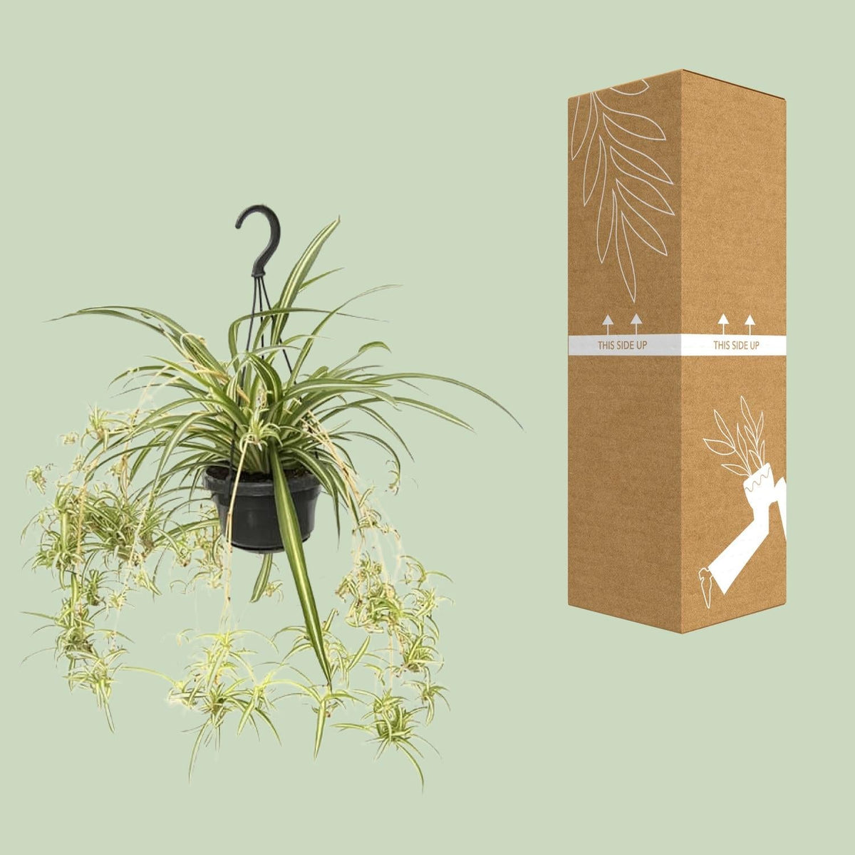 Chlorophytum Comosum ‘Variegatum’ – Grünlilie - 30 - 55 cm - Green Guardia - Ihr Experte für Schädlinge und Pflanzen