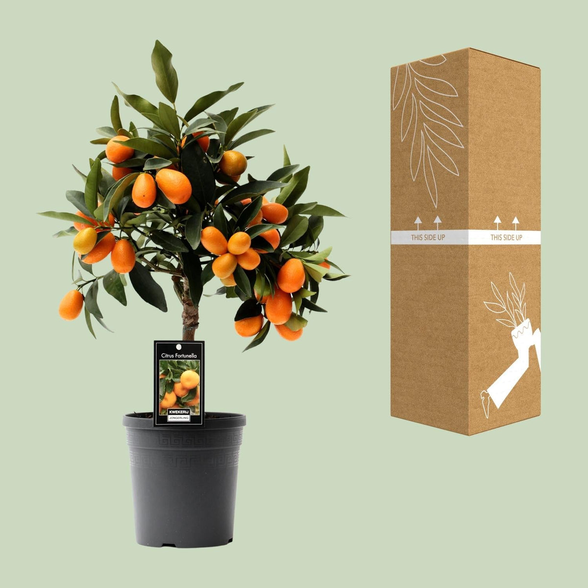 Citrus Kumquat - 16cm Topf, 45cm hoch - Green Guardia - Ihr Experte für Schädlinge und Pflanzen