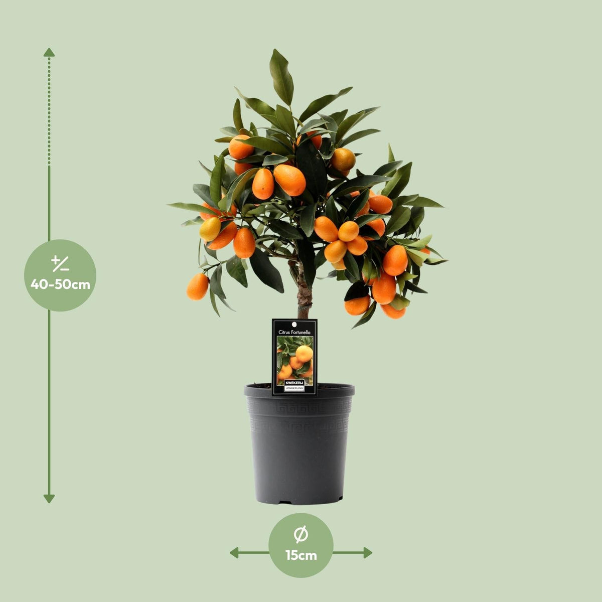 Citrus Kumquat - 16cm Topf, 45cm hoch - Green Guardia - Ihr Experte für Schädlinge und Pflanzen