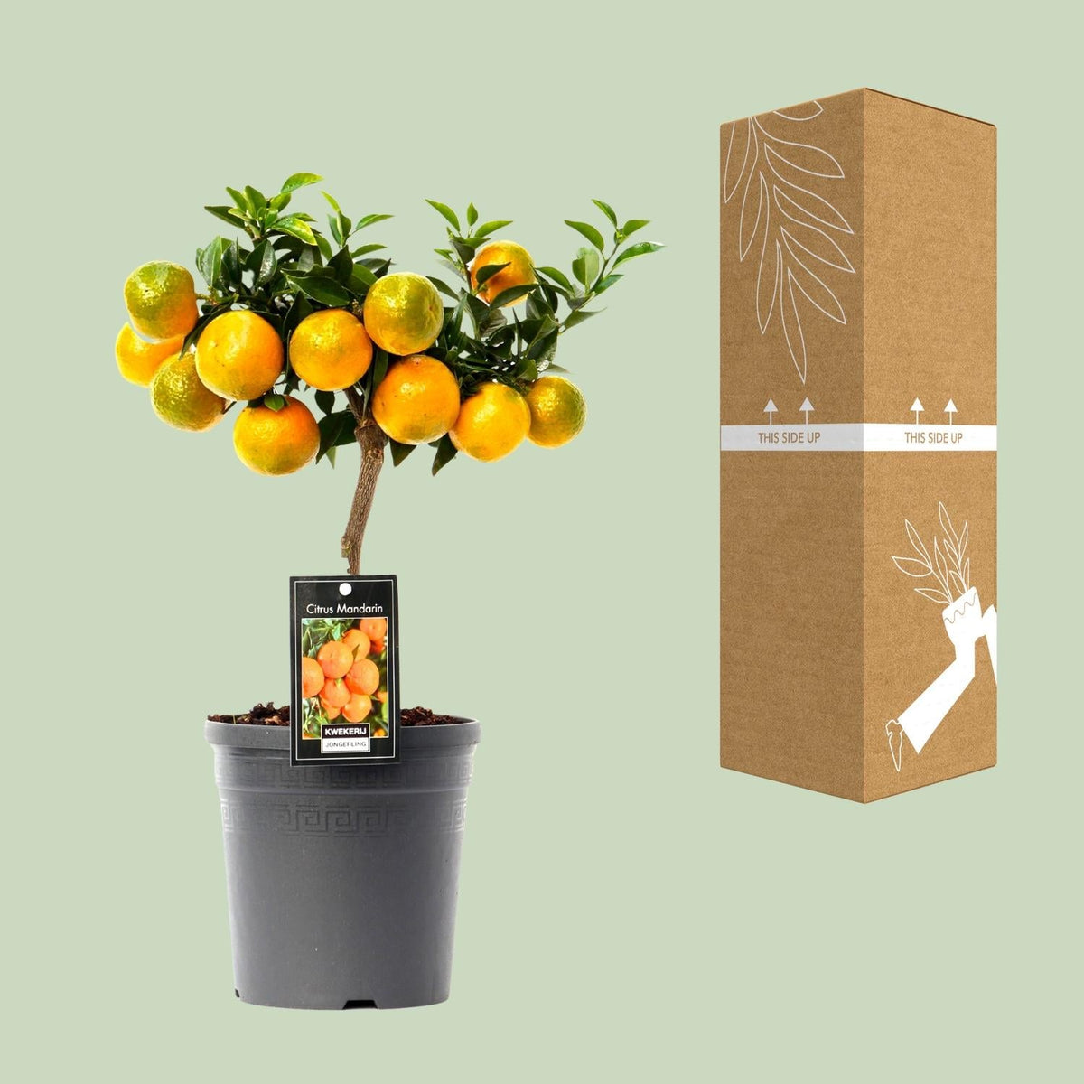 Citrus Mandarin - 16cm Topf, 45cm hoch - Green Guardia - Ihr Experte für Schädlinge und Pflanzen