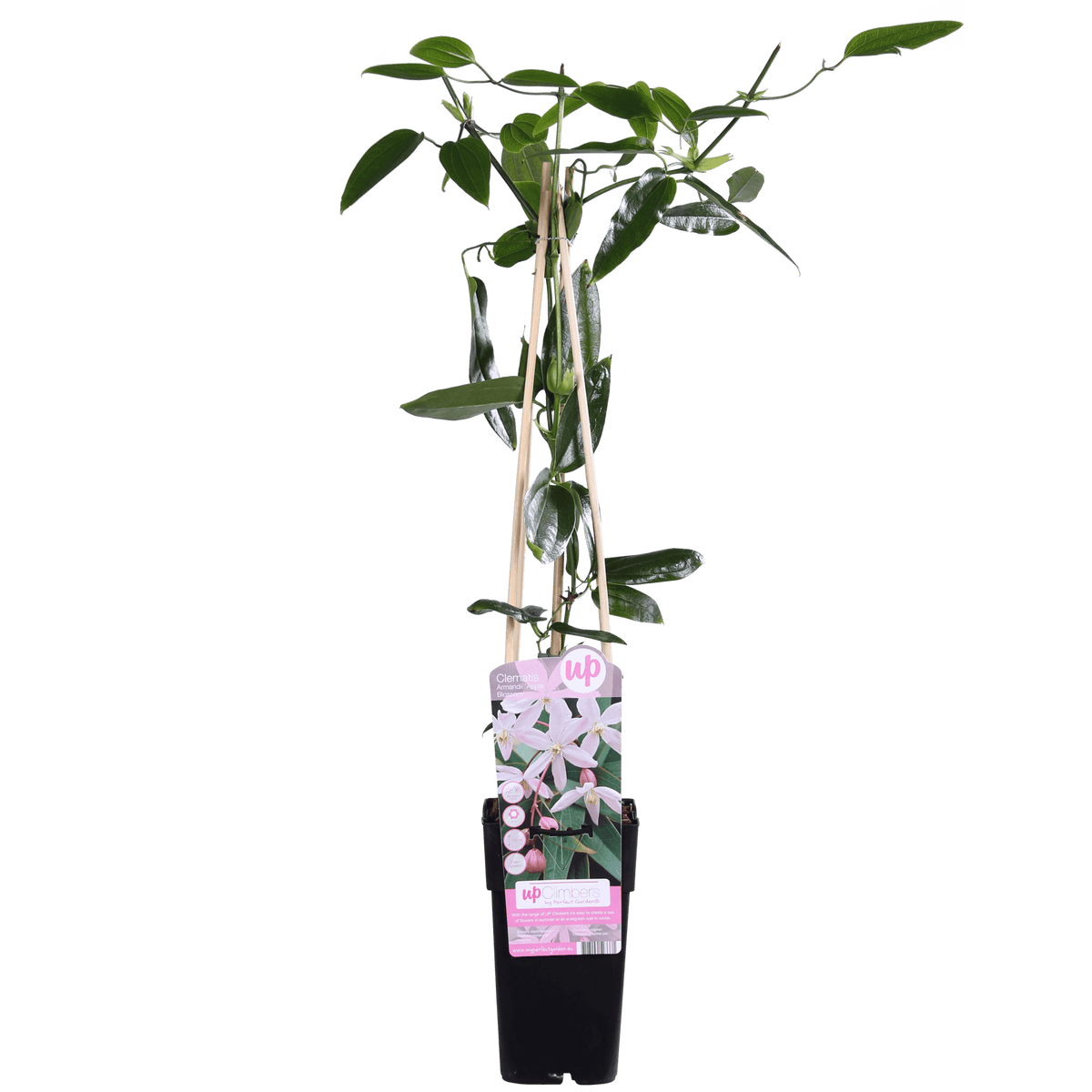 Clematis armandii ‘Apple Blossom’ – immergrüne, hellrosa Kletterpflanze, Topf 15 cm, Höhe 65 cm - Green Guardia - Ihr Experte für Schädlinge und Pflanzen