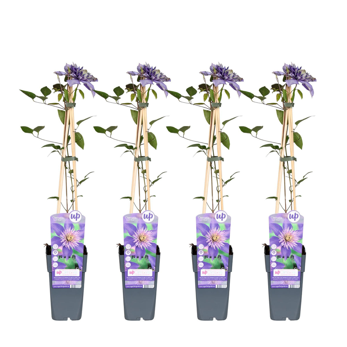 Clematis ‘Multi Blue’ – großblütige, blau - violette Kletterpflanze, 15 cm Topf, 65 cm hoch - Green Guardia - Ihr Experte für Schädlinge und Pflanzen