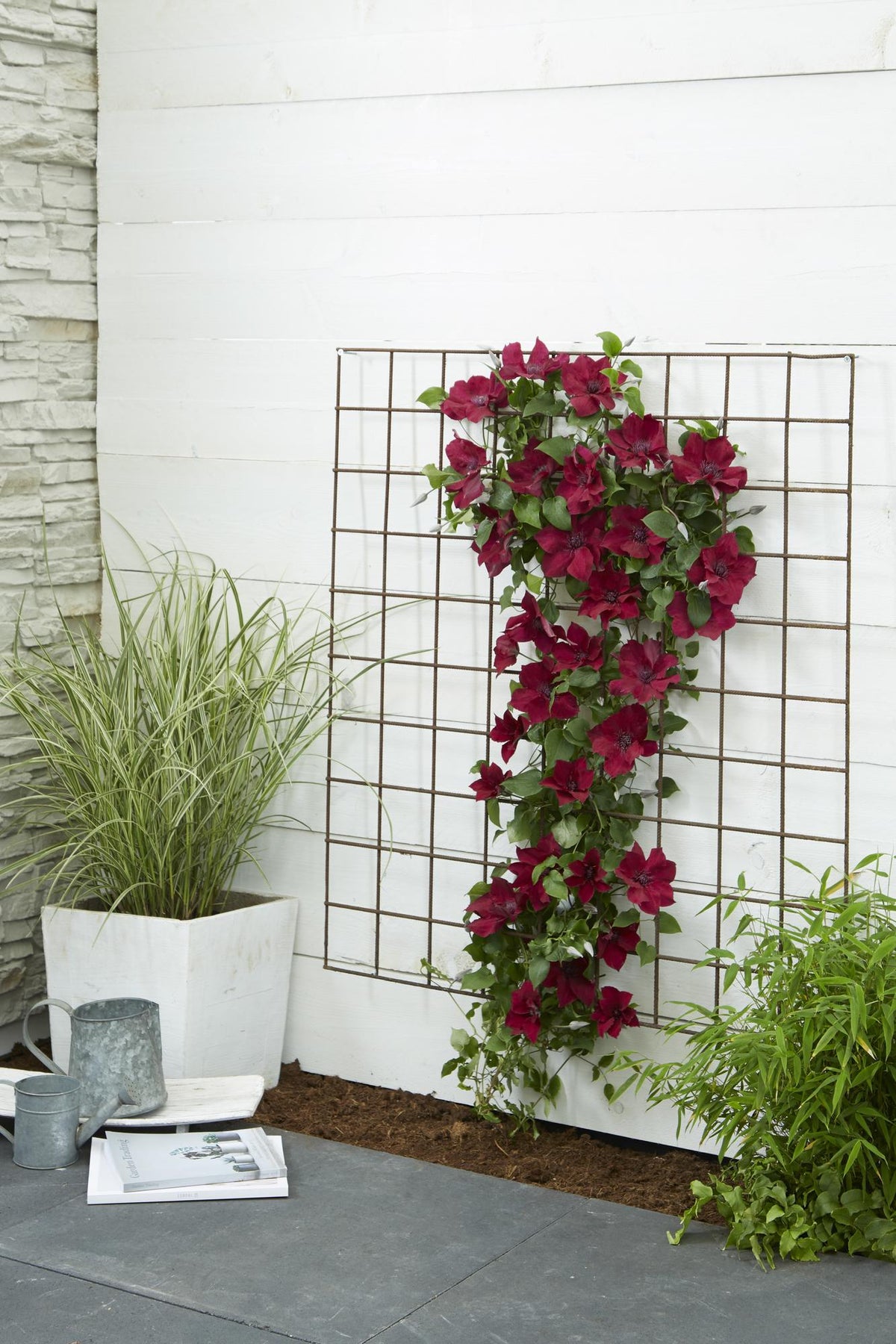 Clematis ‘Nubia’ (Evison - Serie) – rotblühende Clematis, Ø15 cm, 65 cm hoch - Green Guardia - Ihr Experte für Schädlinge und Pflanzen