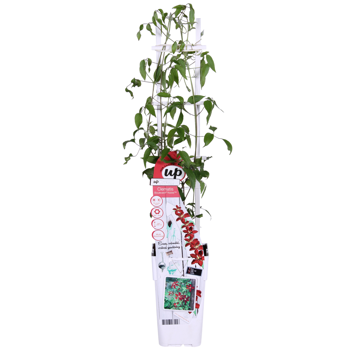 Clematis ‘Nubia’ (Evison - Serie) – rotblühende Clematis, Ø15 cm, 65 cm hoch - Green Guardia - Ihr Experte für Schädlinge und Pflanzen