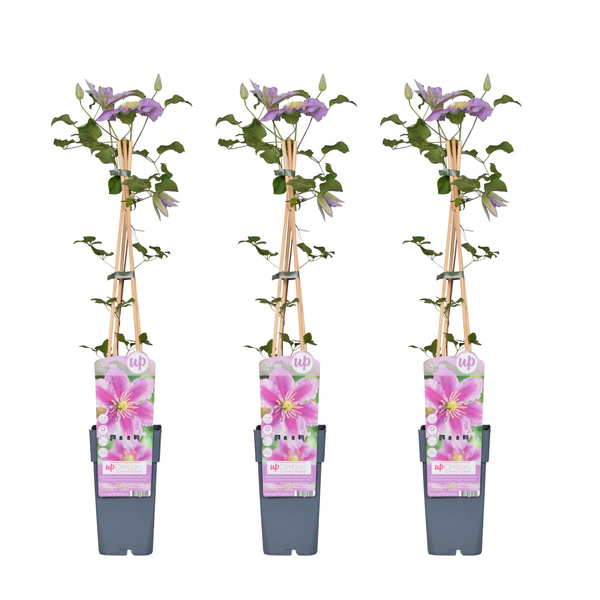 Clematis ‘Piilu’ – reichblühende Kletterpflanze mit rosa Blüten, 15 cm Topf, 65 cm - Green Guardia - Ihr Experte für Schädlinge und Pflanzen