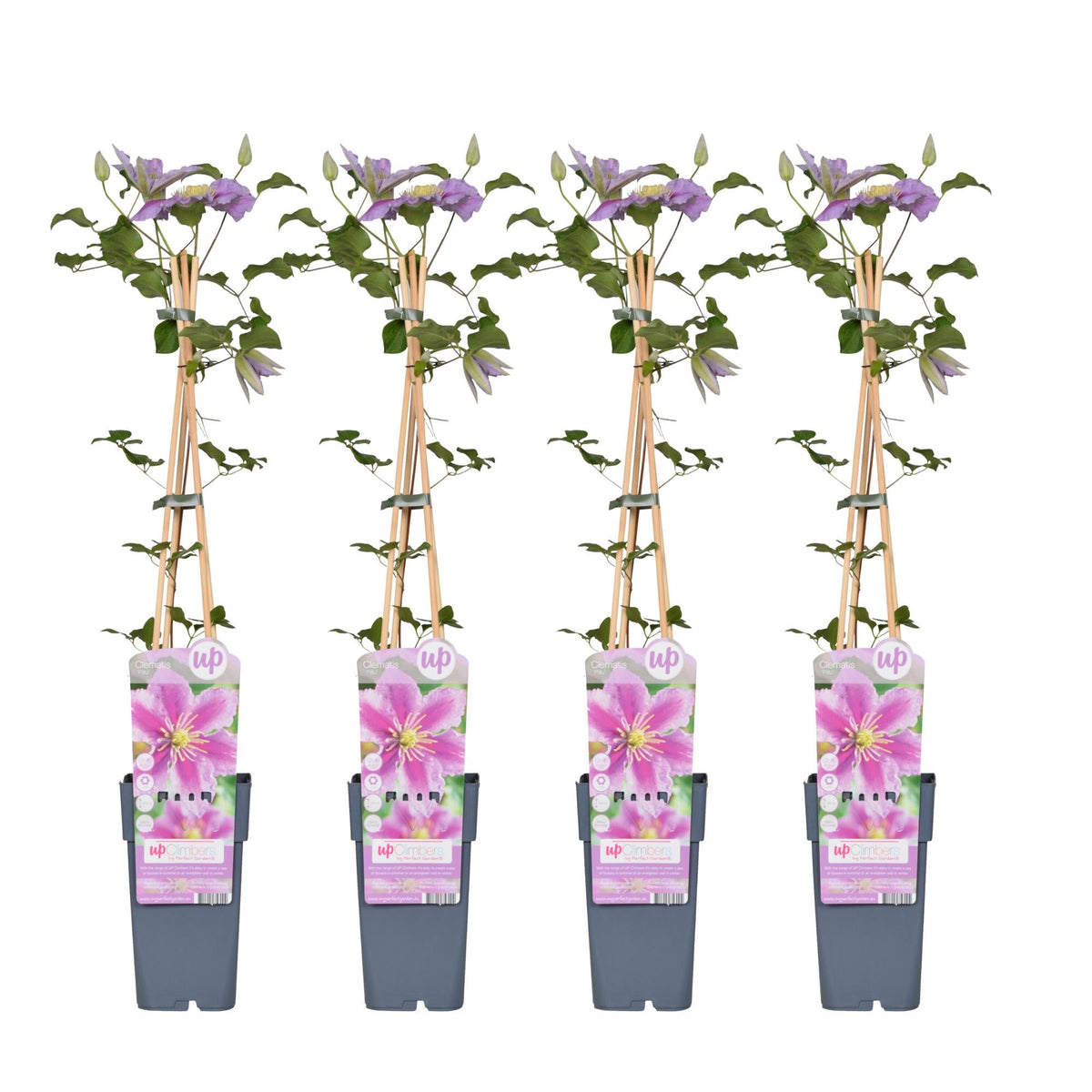 Clematis ‘Piilu’ – reichblühende Kletterpflanze mit rosa Blüten, 15 cm Topf, 65 cm - Green Guardia - Ihr Experte für Schädlinge und Pflanzen