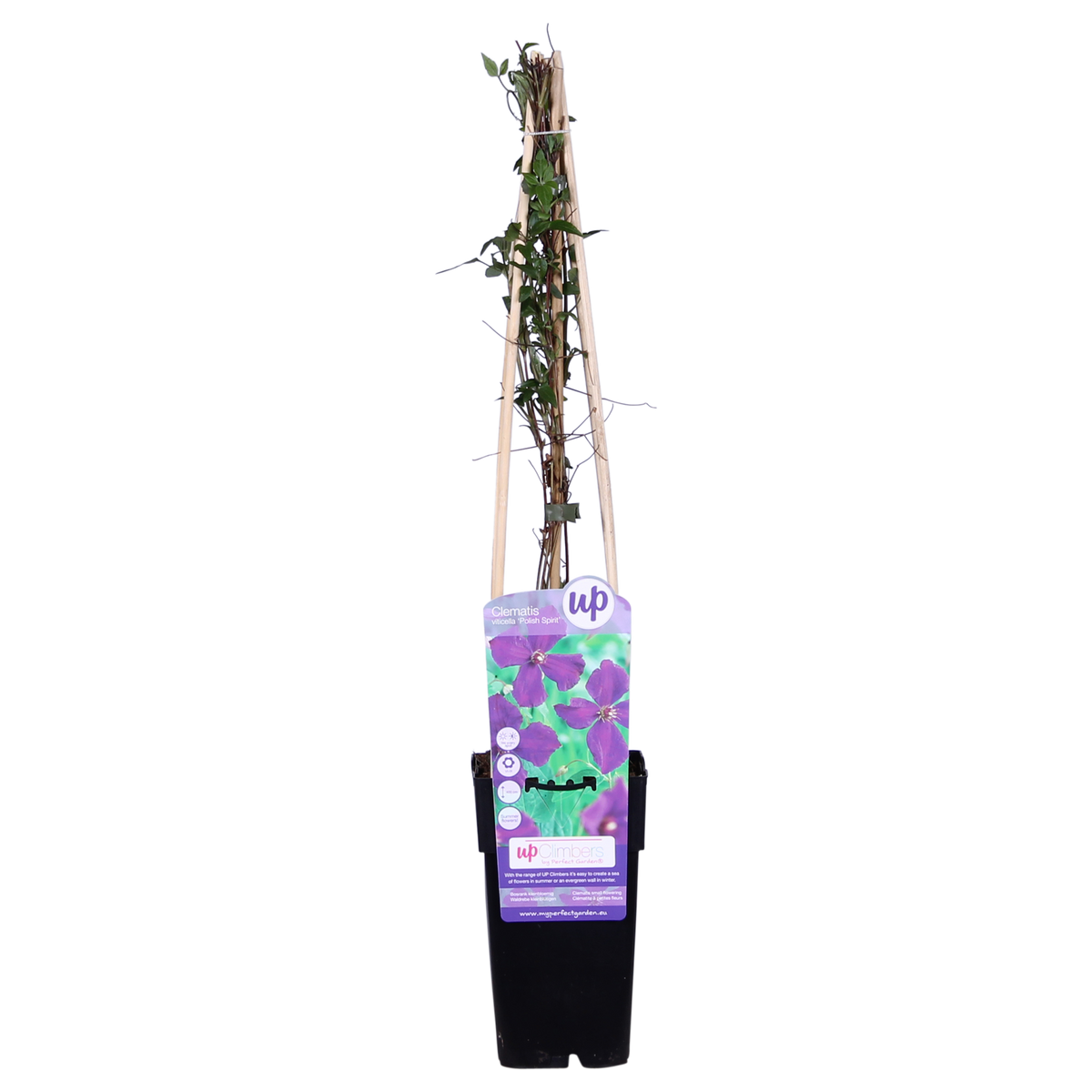 Clematis ‘Polish Spirit’ – kräftig wachsende Sommerblüherin, 15 cm Topf, 65 cm hoch - Green Guardia - Ihr Experte für Schädlinge und Pflanzen