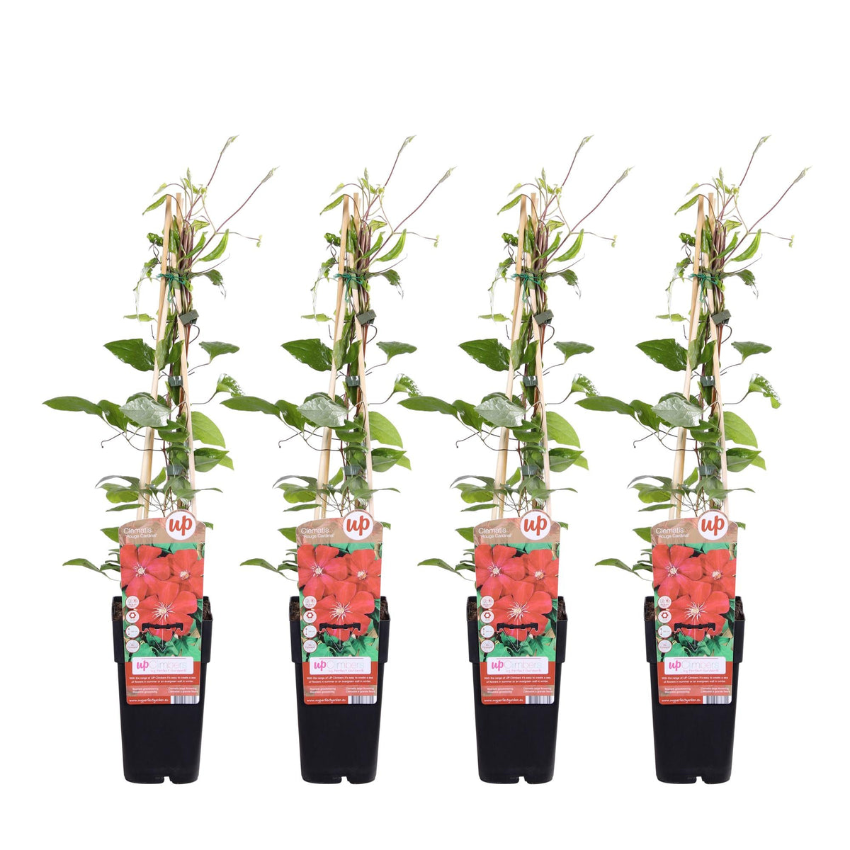 Clematis ‘Rouge Cardinal’ – kräftig rot blühende Kletterpflanze, 15 cm Topf, 65 cm Höhe - Green Guardia - Ihr Experte für Schädlinge und Pflanzen