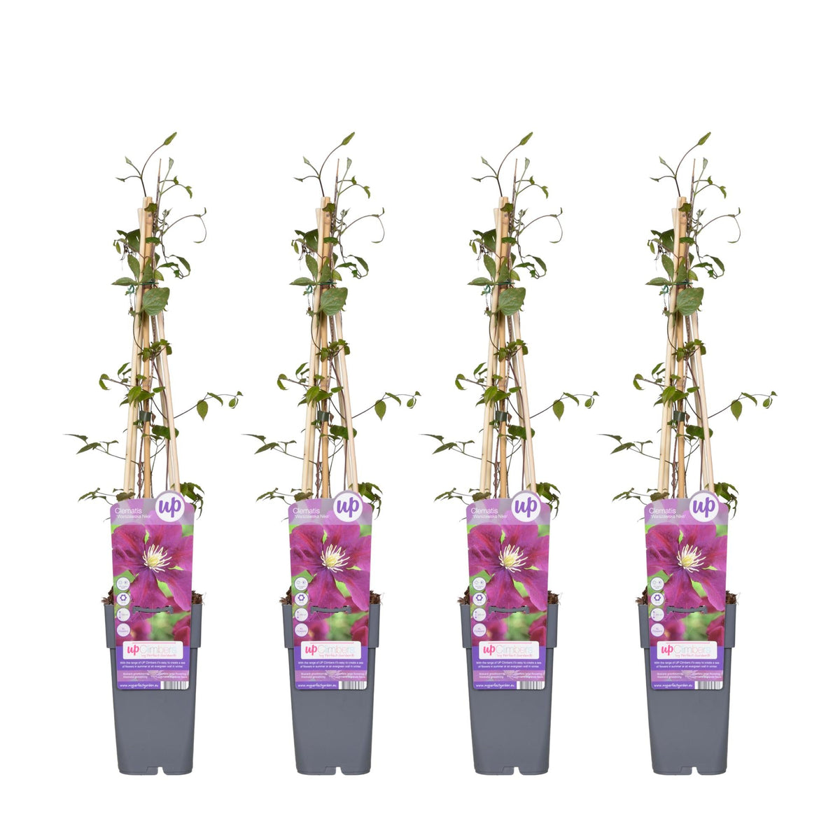 Clematis ‘Warszawska Nike’ – tiefviolette Blüten, 15 cm Topf, 65 cm Höhe - Green Guardia - Ihr Experte für Schädlinge und Pflanzen