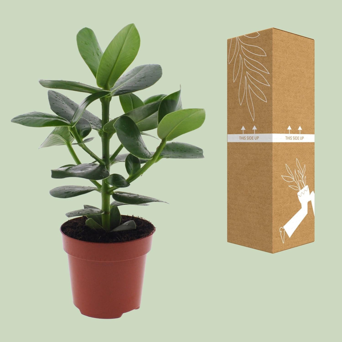 Clusia Rosea ‘Princess’ – Autogrammbaum - 15 - 60 cm - Green Guardia - Ihr Experte für Schädlinge und Pflanzen