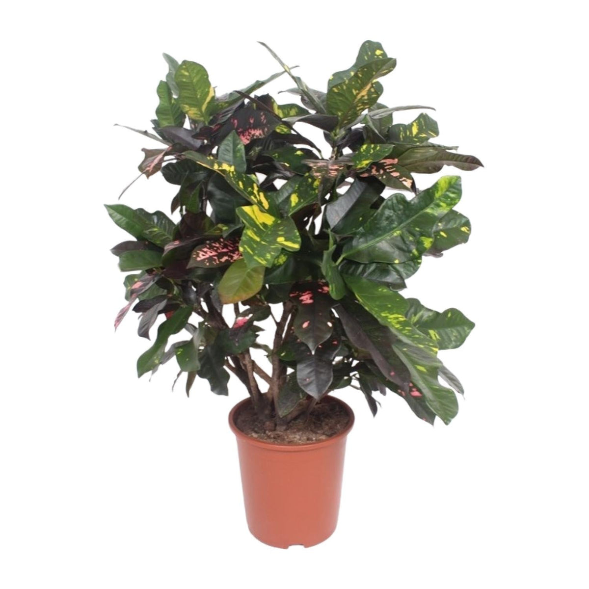 Codiaeum ‘Magnificent’ (Croton Magnificent) – Wunderstrauch – 27 cm Topf, 110 cm hoch - Green Guardia - Ihr Experte für Schädlinge und Pflanzen