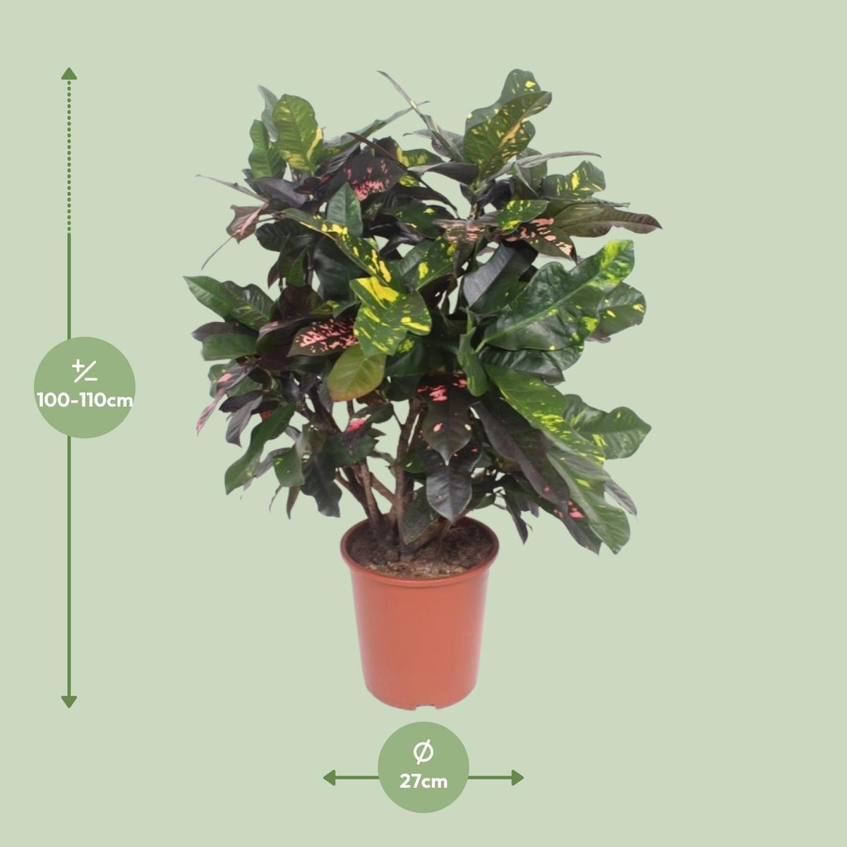 Codiaeum ‘Magnificent’ (Croton Magnificent) – Wunderstrauch – 27 cm Topf, 110 cm hoch - Green Guardia - Ihr Experte für Schädlinge und Pflanzen