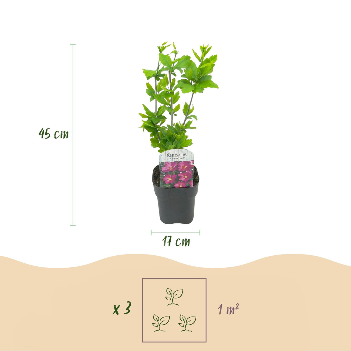 Cornus sibirica – 1 Pflanze, rote Zweige, laubabwerfend, 17 cm Topf, 45 cm hoch - Green Guardia - Ihr Experte für Schädlinge und Pflanzen