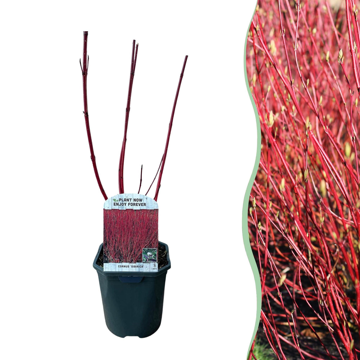 Cornus sibirica – laubabwerfender Zierstrauch, rote Zweige, 17 cm Topf, 45 cm - Green Guardia - Ihr Experte für Schädlinge und Pflanzen