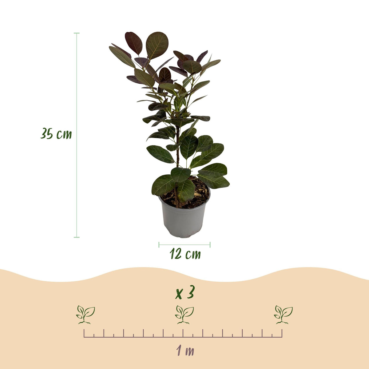 Cotinus coggyria ‚Royal Purple‘ – laubabwerfend & pflegeleicht – lila Blatt – 12 cm Topf, ca. 35 cm hoch - Green Guardia - Ihr Experte für Schädlinge und Pflanzen
