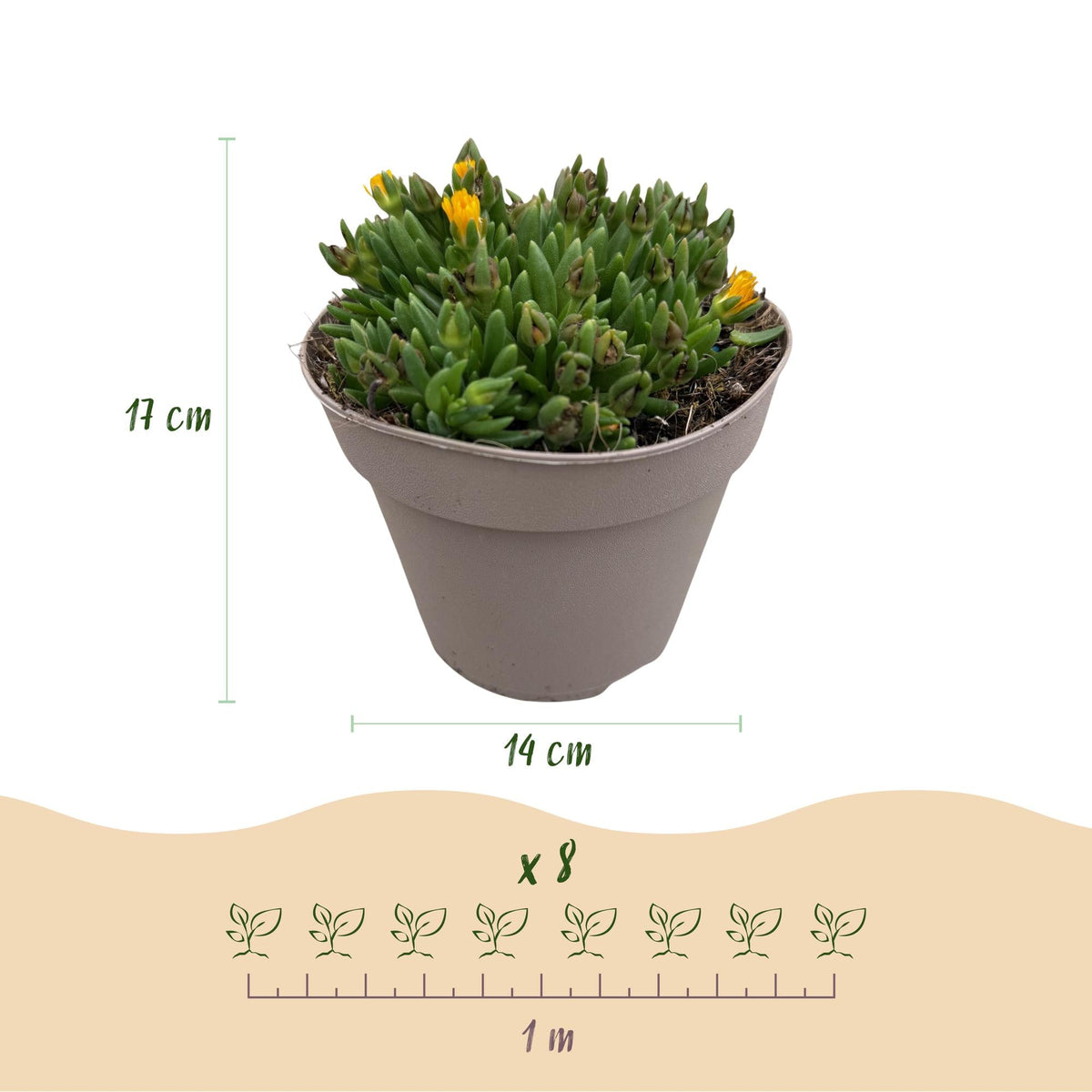 Delosperma – Bodendecker – winterhart & pflegeleicht – rot - gelb - lila - rosa – 4 Pflanzen – 14 cm Topf, ca. 17 cm hoch - Green Guardia - Ihr Experte für Schädlinge und Pflanzen