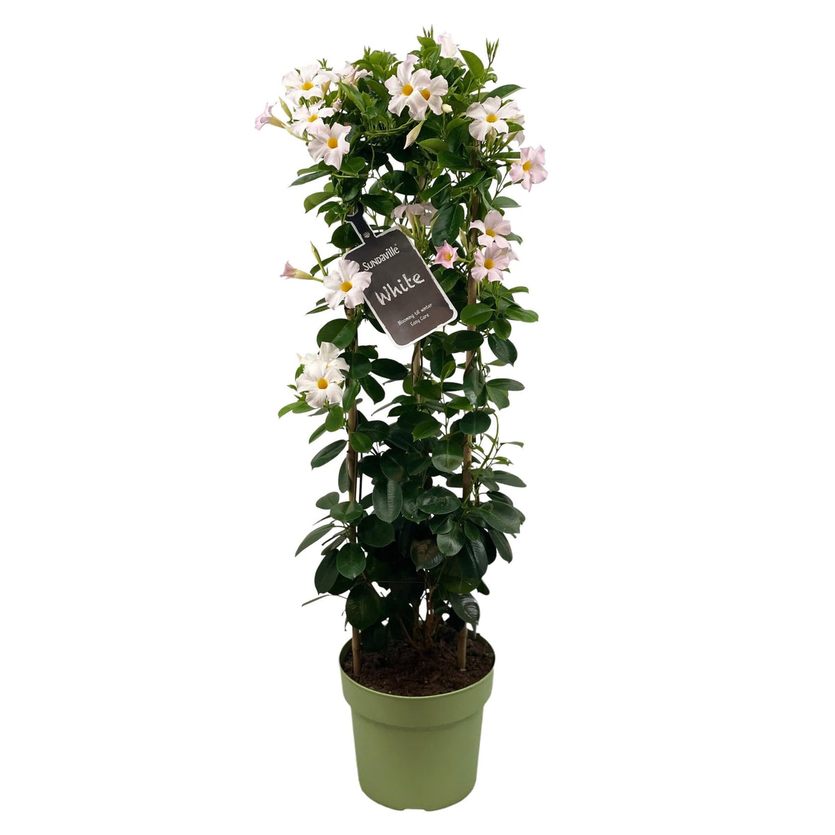 Dipladenia „Sundaville White“ (Mandevilla) – 55–95 cm - Green Guardia - Ihr Experte für Schädlinge und Pflanzen