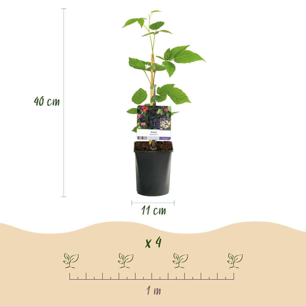Dornenlose Brombeere „Black Satin“ – 2 Pflanzen im 11 cm Topf (ca. 40 cm) - Green Guardia - Ihr Experte für Schädlinge und Pflanzen