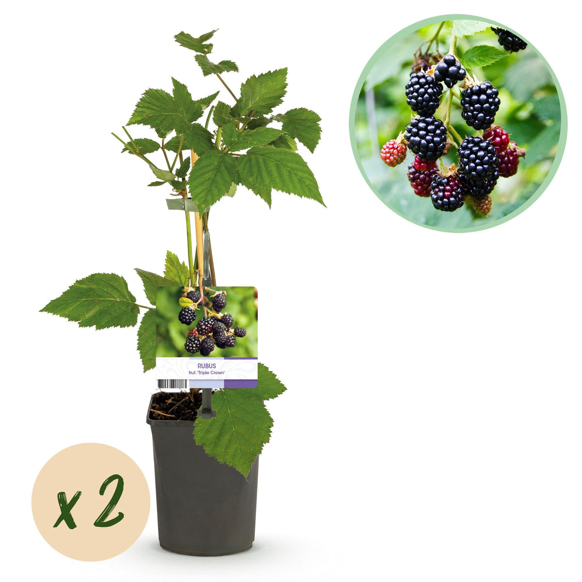 Dornenlose Brombeere „Triple Crown“ – 2 Pflanzen, 11 cm Topf, ca. 40 cm - Green Guardia - Ihr Experte für Schädlinge und Pflanzen