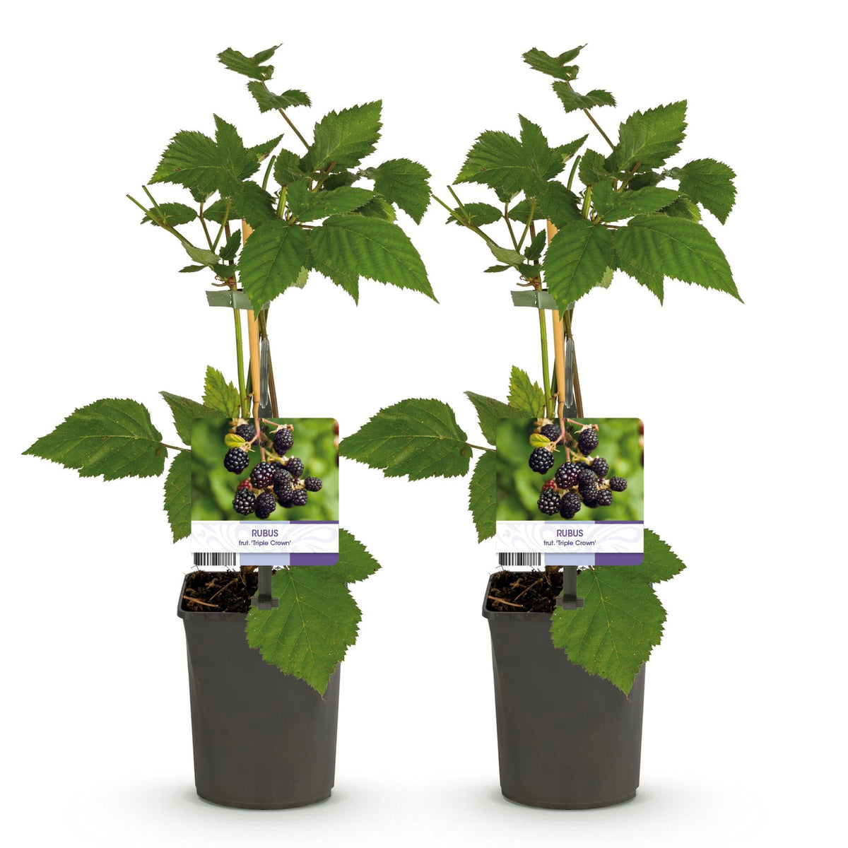 Dornenlose Brombeere „Triple Crown“ – 2 Pflanzen, 11 cm Topf, ca. 40 cm - Green Guardia - Ihr Experte für Schädlinge und Pflanzen