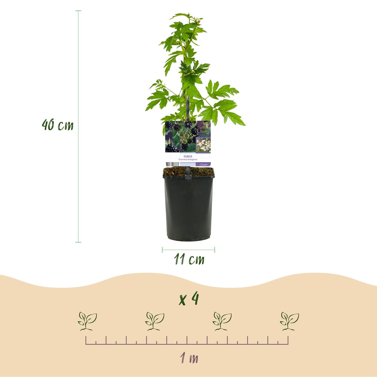 Dornlose Brombeere „Thornfree Evergreen“ – 2 kräftige Pflanzen im 11 cm Topf (ca. 40 cm) - Green Guardia - Ihr Experte für Schädlinge und Pflanzen