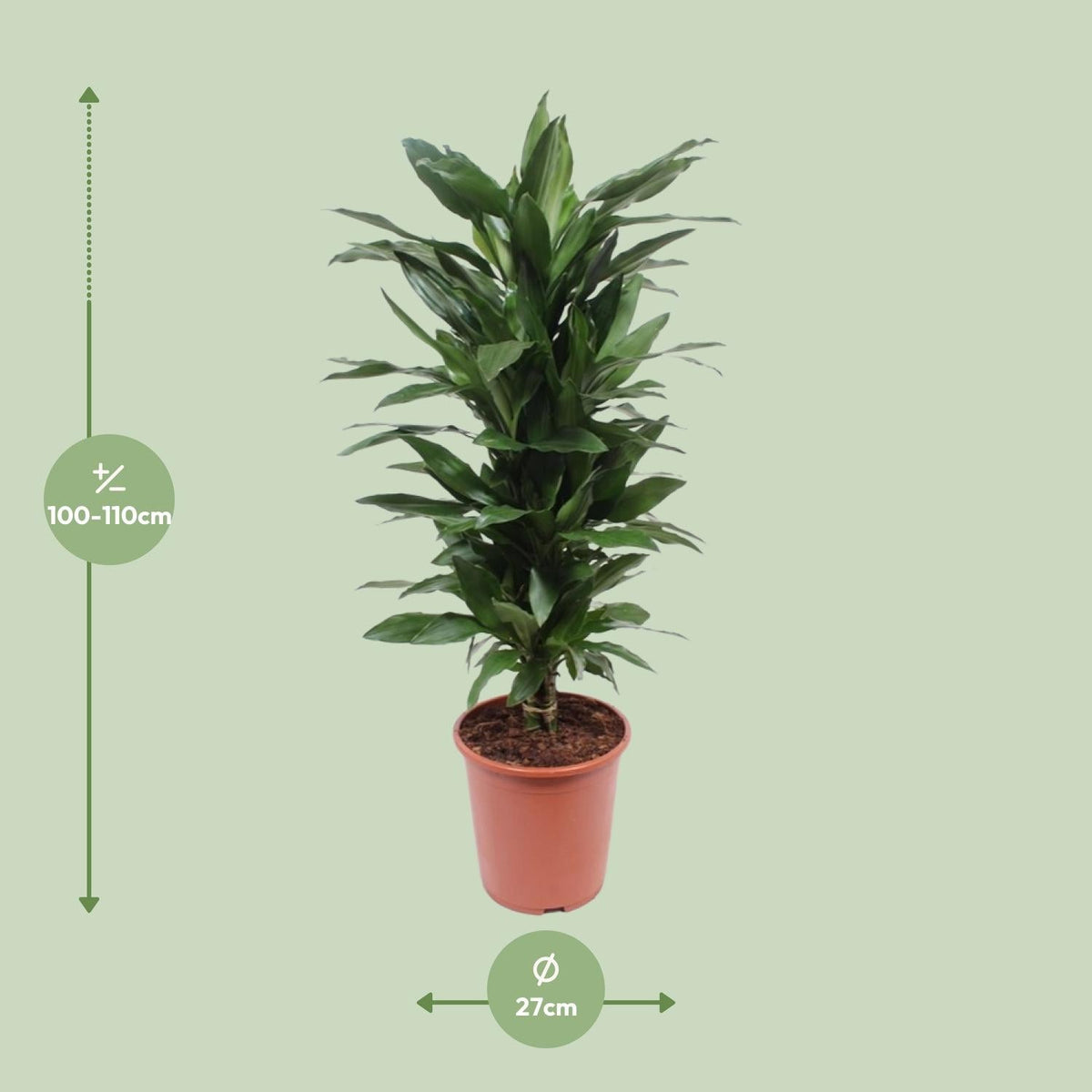 Dracaena Janet Lind – Drachenbaum - 70 - 130 cm - Green Guardia - Ihr Experte für Schädlinge und Pflanzen