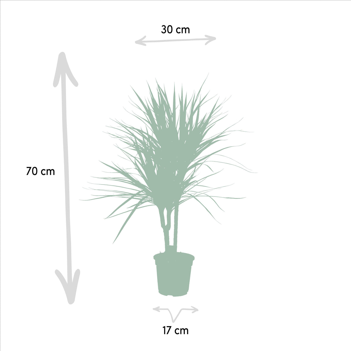 Drachenbaum (Dracaena marginata) – 55–130 cm - Green Guardia - Ihr Experte für Schädlinge und Pflanzen