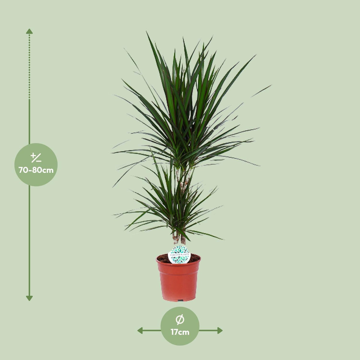 Drachenbaum (Dracaena marginata) – 55–130 cm - Green Guardia - Ihr Experte für Schädlinge und Pflanzen