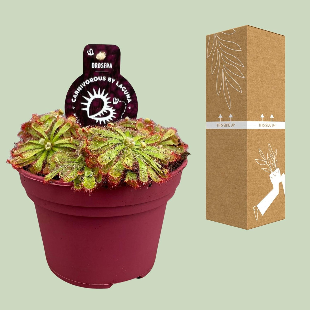 Drosera aliciae – Sonnentau – 12 cm Topf, 12 cm hoch - Green Guardia - Ihr Experte für Schädlinge und Pflanzen