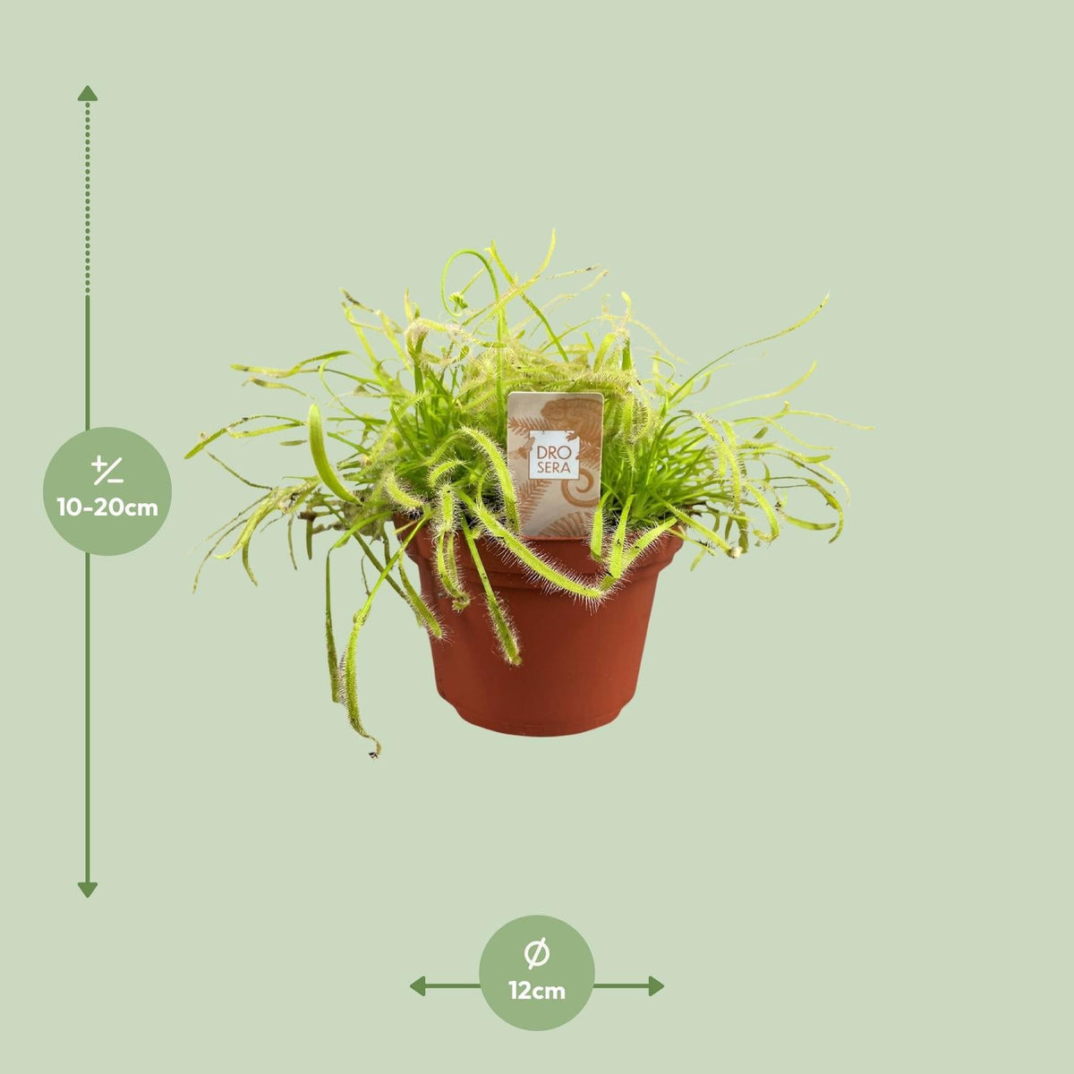 Drosera capensis – Sonnentau – 12 cm Topf, 17 cm hoch - Green Guardia - Ihr Experte für Schädlinge und Pflanzen