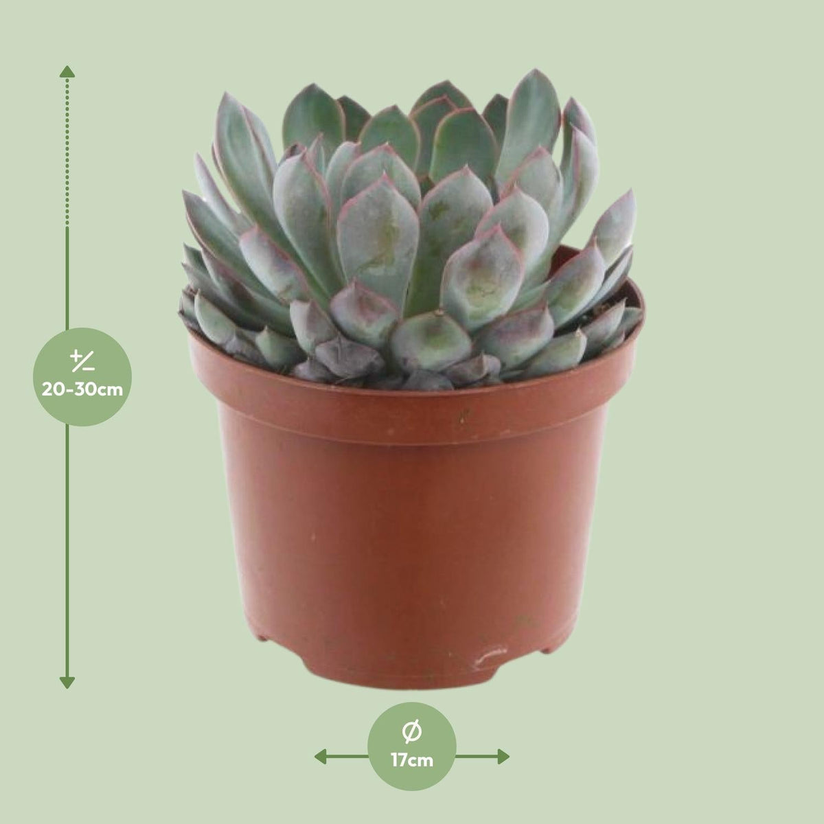 Echeveria Pelisuda – Rosetten - Sukkulente - 17 cm Topf, 30 cm hoch - Green Guardia - Ihr Experte für Schädlinge und Pflanzen