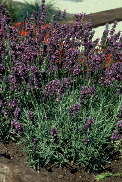 Echter Lavendel ‘Munstead’ (Lavandula angustifolia) – 10–25 cm, Ø9 cm - Green Guardia - Ihr Experte für Schädlinge und Pflanzen