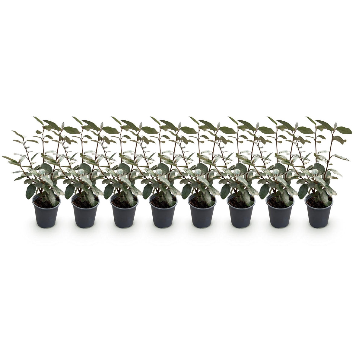 Elaeagnus ebbingei ‘Compacta’ – graugrünes Blatt – 8 Pflanzen – ca. 1 laufender Meter – immergrün – 9 cm Topf, 30–35 cm hoch - Green Guardia - Ihr Experte für Schädlinge und Pflanzen