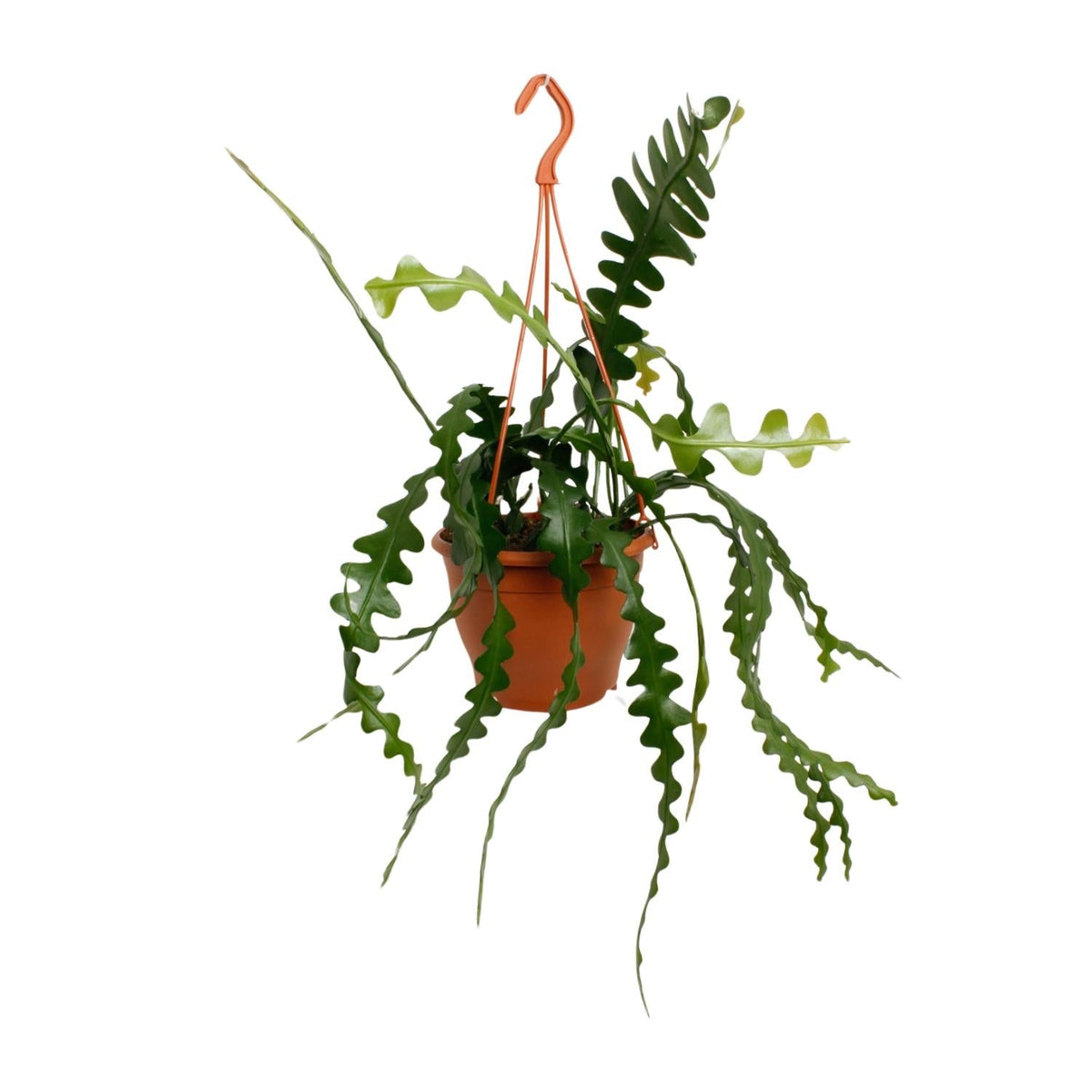 Epiphyllum Anguliger – Zickzackkaktus - 14 - 17 cm Topf, 35cm hoch - Green Guardia - Ihr Experte für Schädlinge und Pflanzen