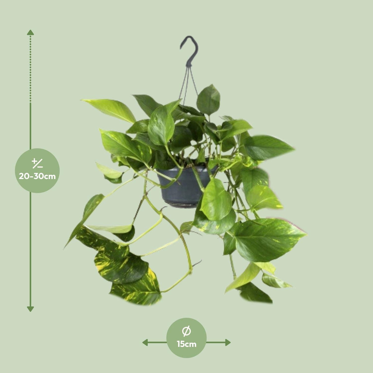 Epipremnum Aureum – Goldene Efeutute - 20 - 25 cm - Green Guardia - Ihr Experte für Schädlinge und Pflanzen