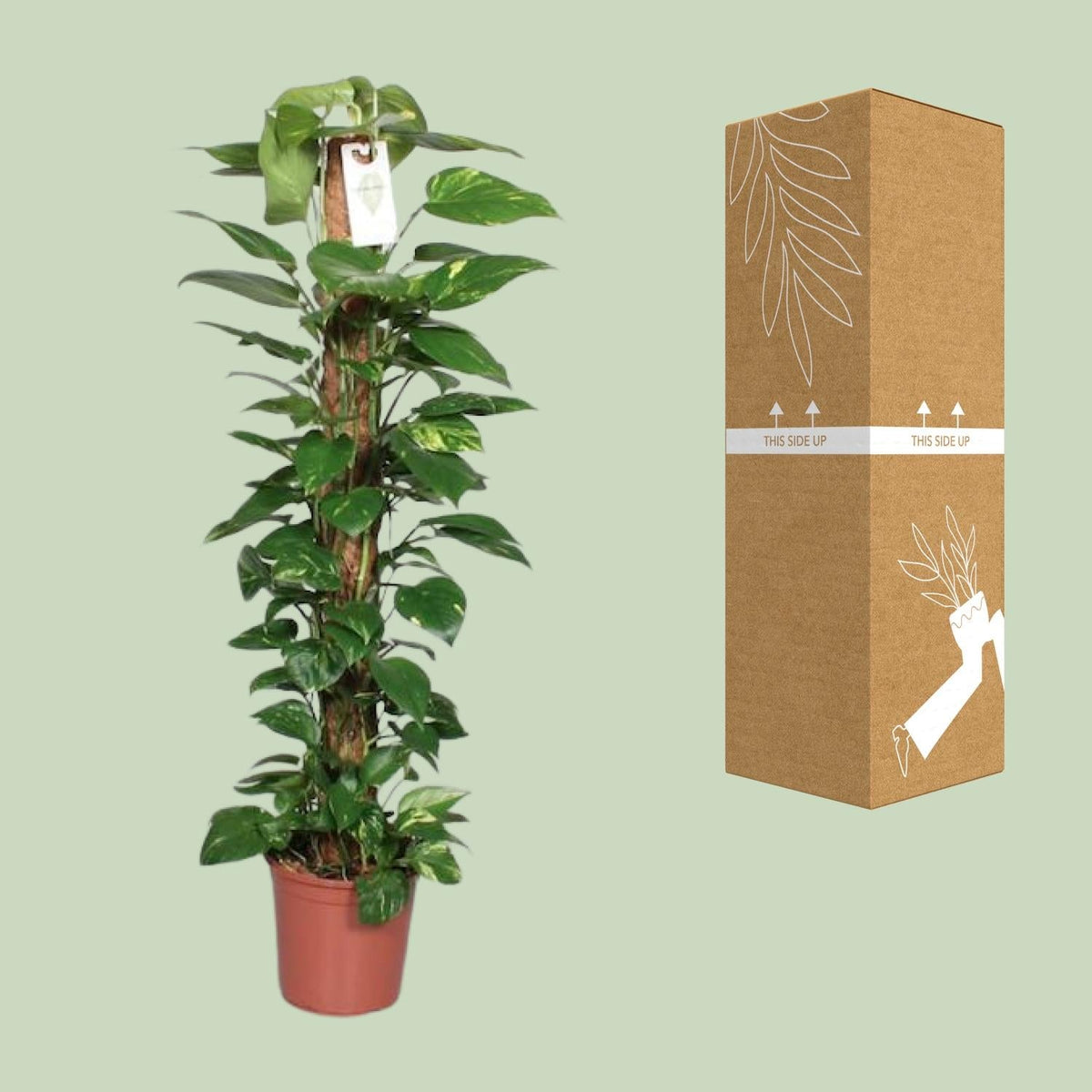 Epipremnum Pinnatum – Efeutute am Moosstab - 60 - 120 cm - Green Guardia - Ihr Experte für Schädlinge und Pflanzen