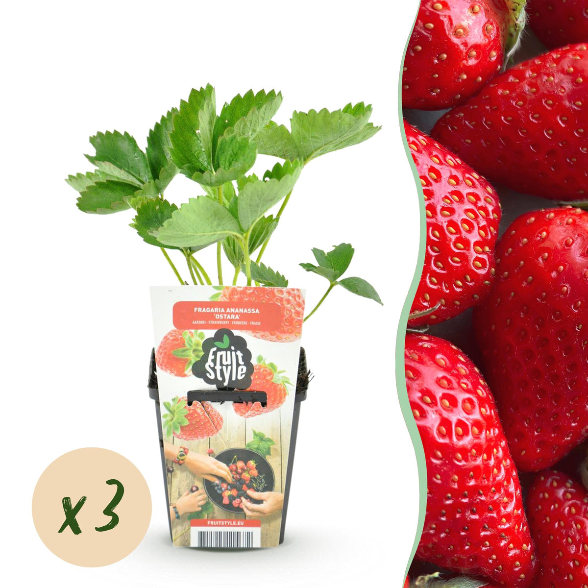 Erdbeere – Fragaria ‘Elvira’ – winterhart – rote Erdbeeren – 3 - 6 Pflanzen – 9 cm Topf - Green Guardia - Ihr Experte für Schädlinge und Pflanzen