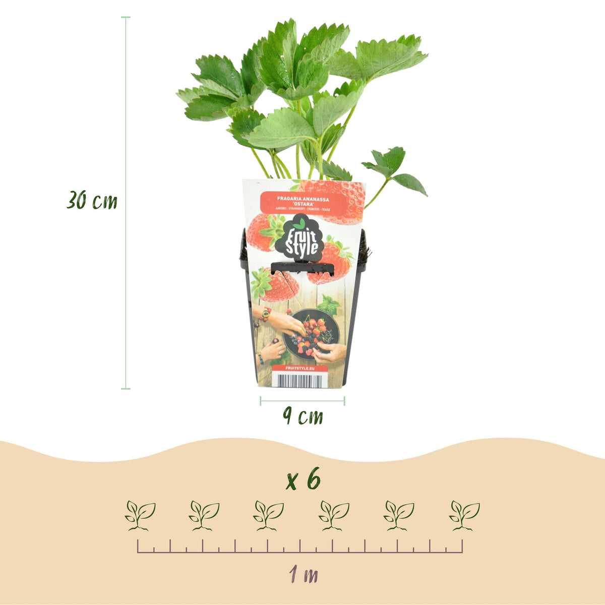 Erdbeere – Fragaria ‘Maxim’ – winterhart – rote Erdbeeren – 3 - 6 Pflanzen – 9 cm Topf - Green Guardia - Ihr Experte für Schädlinge und Pflanzen