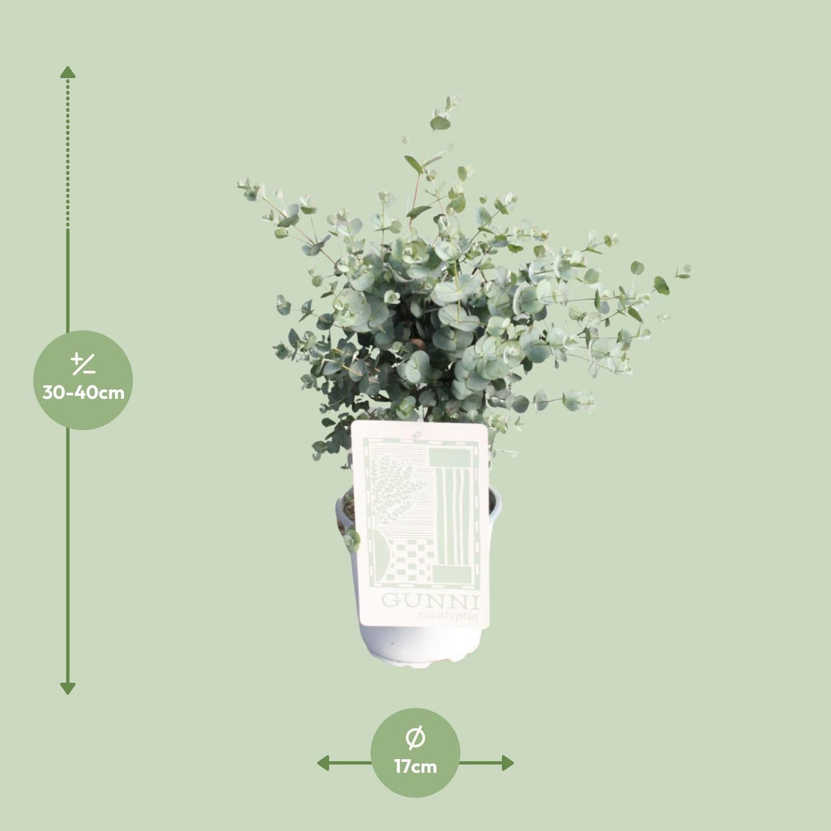 Eukalyptus Gunnii – beliebte Duftpflanze – 35–60 cm - Green Guardia - Ihr Experte für Schädlinge und Pflanzen