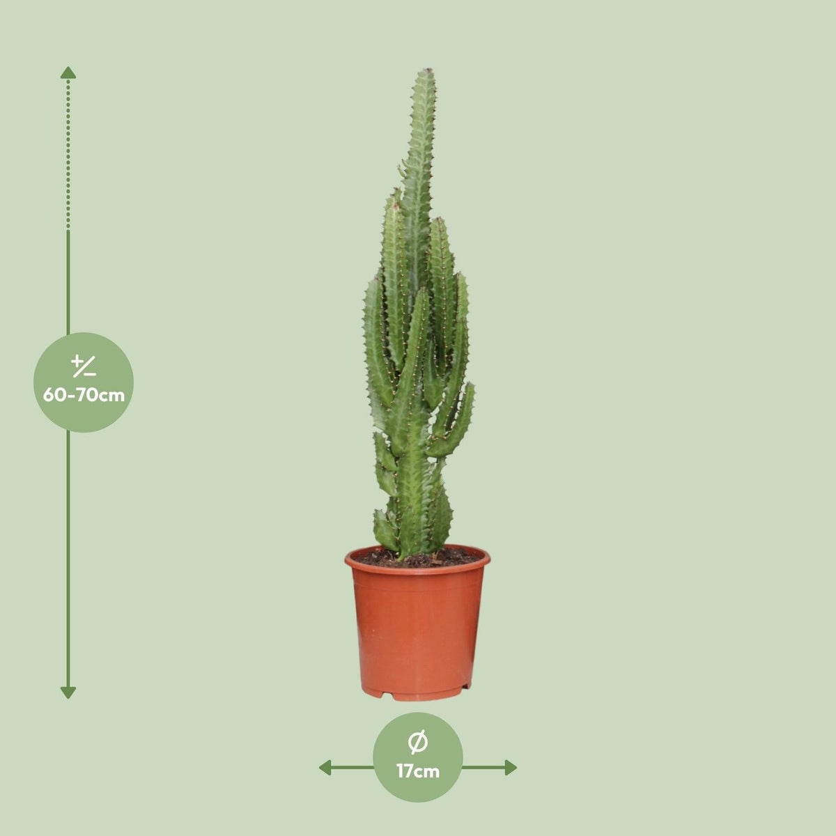 Euphorbia Trigona – Afrikanischer Milchbaum - 40 - 70 cm - Green Guardia - Ihr Experte für Schädlinge und Pflanzen
