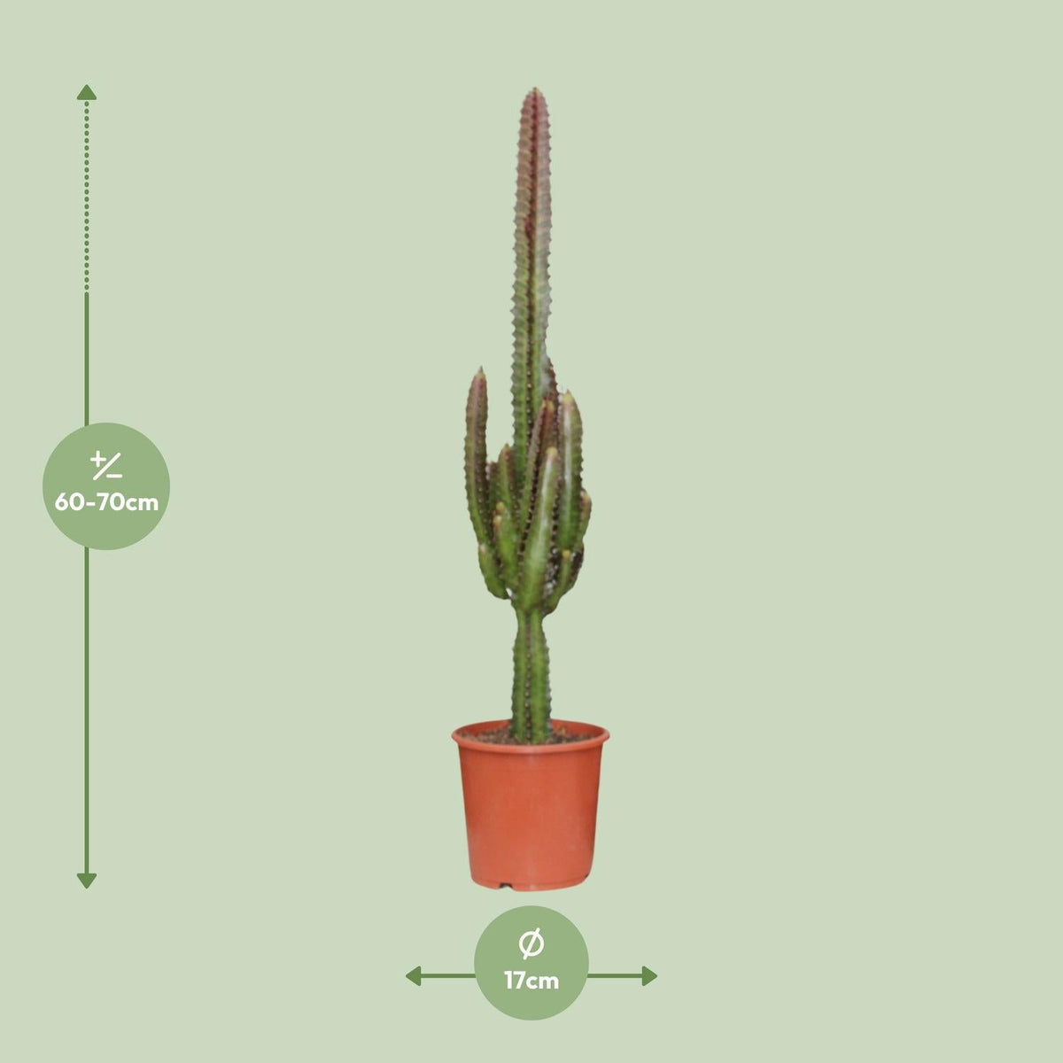 Euphorbia Trigona Rubra – Roter Afrikanischer Milchbaum - 40 - 70 cm - Green Guardia - Ihr Experte für Schädlinge und Pflanzen