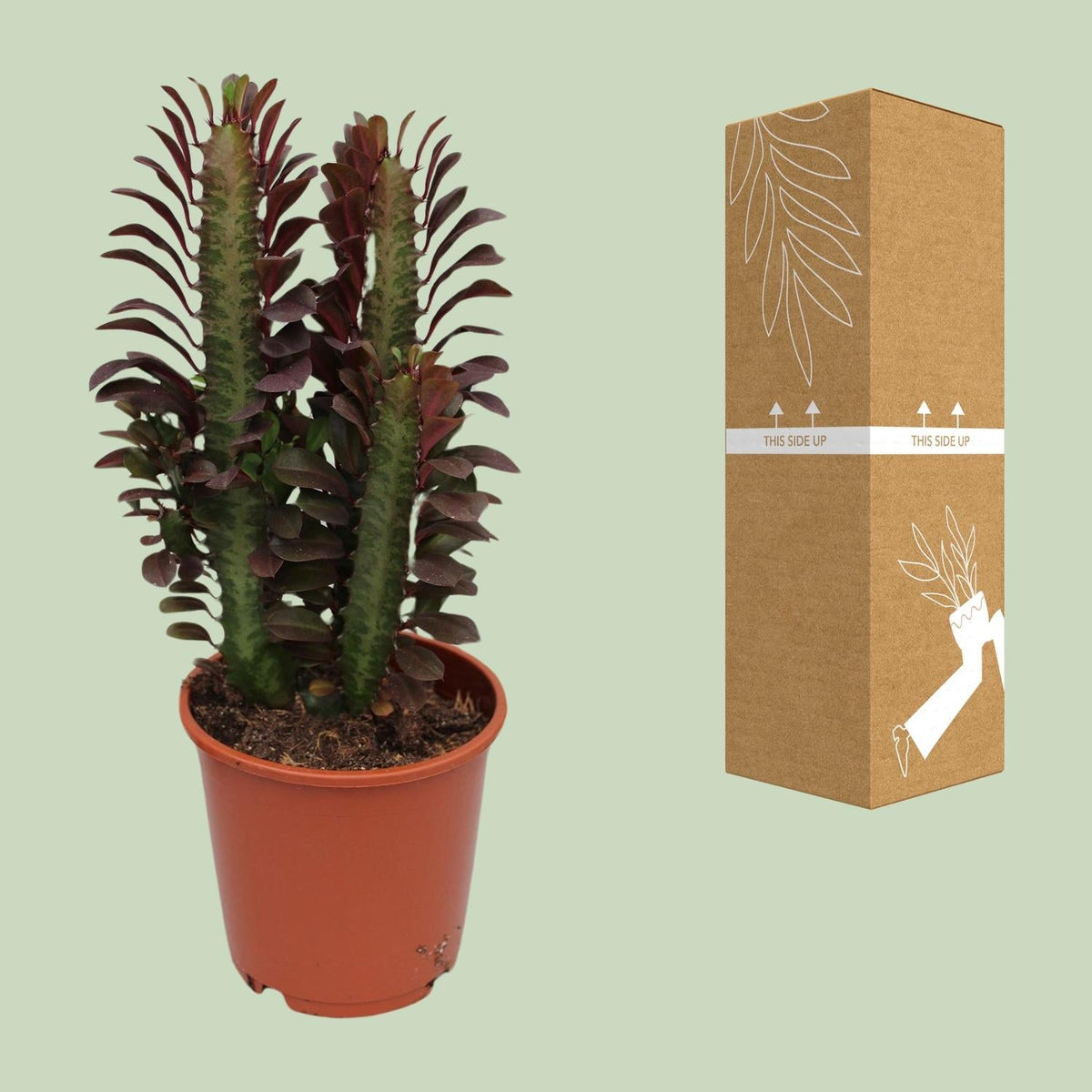 Euphorbia Trigona Rubra – Roter Afrikanischer Milchbaum - 40 - 70 cm - Green Guardia - Ihr Experte für Schädlinge und Pflanzen