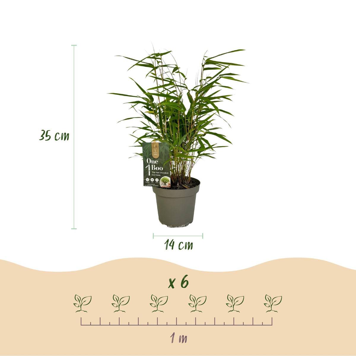 Fargesia rufa – Bambus, grün, immergrün, im 14 cm Topf, 35 cm hoch - Green Guardia - Ihr Experte für Schädlinge und Pflanzen