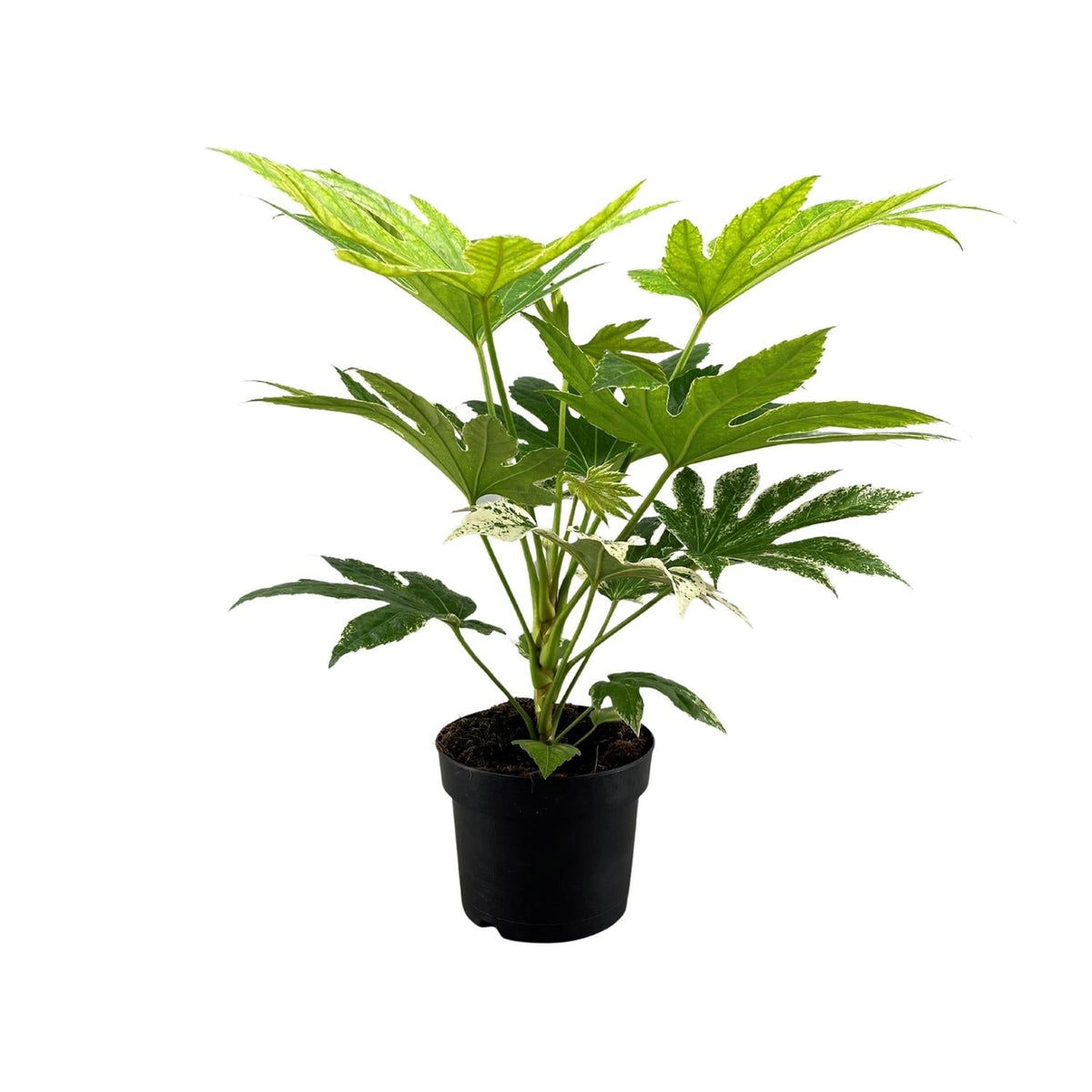 Fatsia japonica ‘Spider Web’ – Zimmeraralie – 17 cm Topf, 50 cm hoch - Green Guardia - Ihr Experte für Schädlinge und Pflanzen