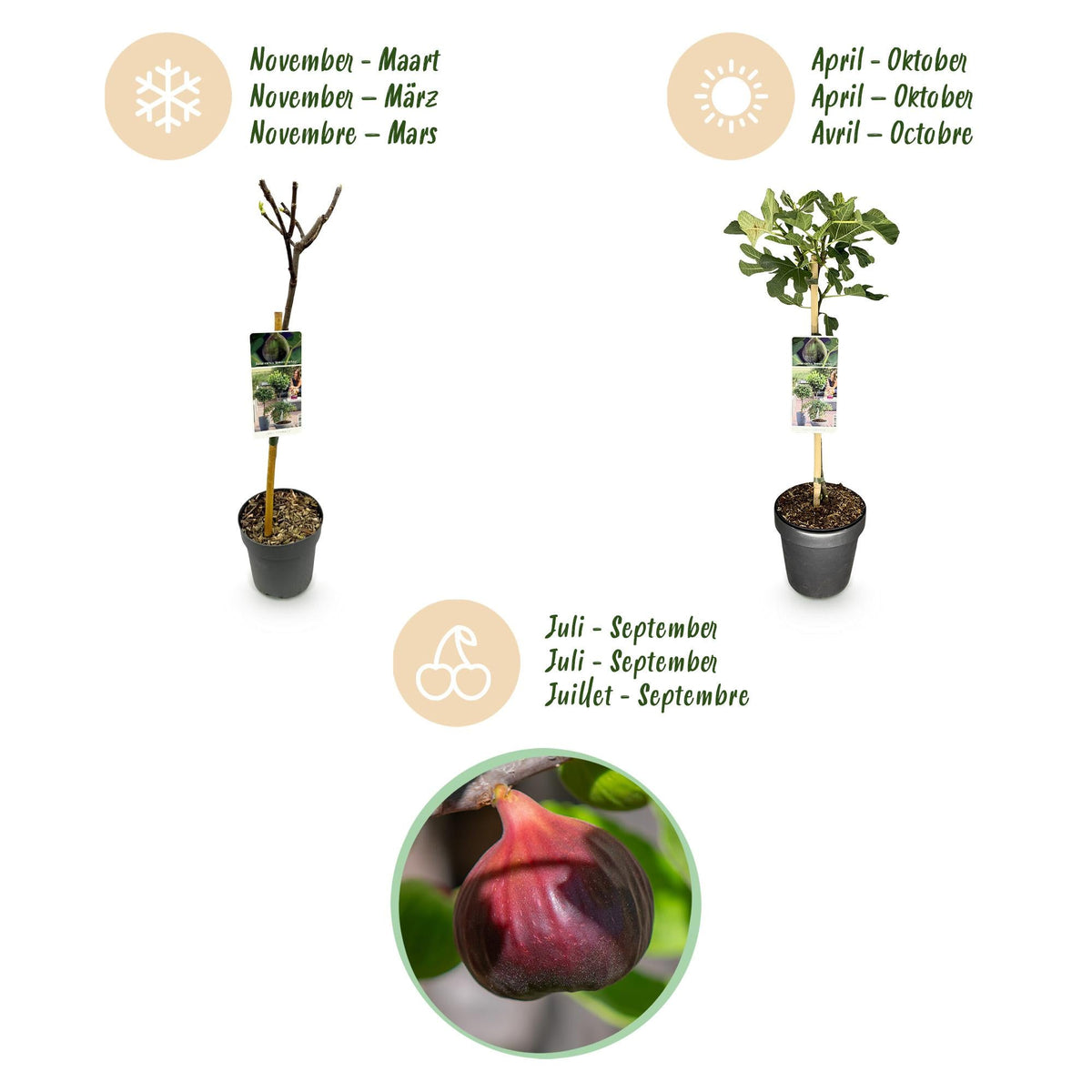 Feigenbaum „Brown Turkey“ (Ficus carica) – 19cm Topf, 90 cm hoch - Green Guardia - Ihr Experte für Schädlinge und Pflanzen