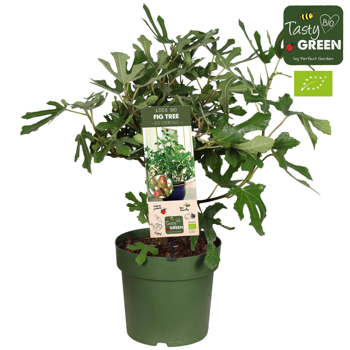 Feigenbaum „Little Miss Figgy“ (Ficus carica) Bio – 23 cm Topf, ca. 50 cm hoch - Green Guardia - Ihr Experte für Schädlinge und Pflanzen