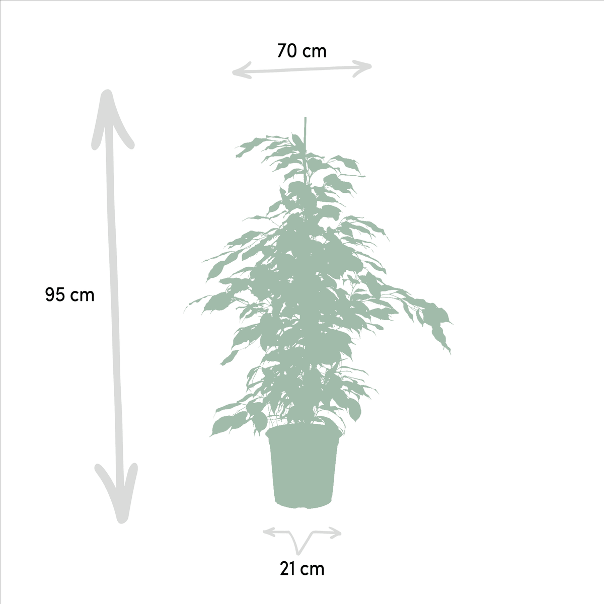 Ficus benjamina ‘Danielle’, Ficus benjamina ‘Twilight’ & Ficus microcarpa ‘Moclame’ – 3 Pflanzen – 21 cm Topf, ca. 95 cm hoch - Green Guardia - Ihr Experte für Schädlinge und Pflanzen
