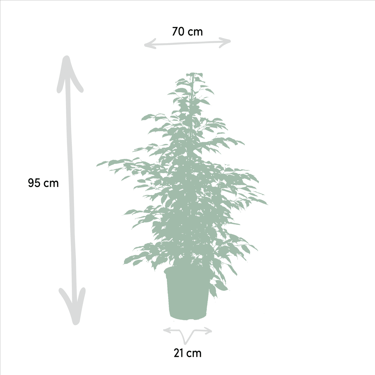 Ficus benjamina ‘Danielle’, Ficus benjamina ‘Twilight’ & Ficus microcarpa ‘Moclame’ – 3 Pflanzen – 21 cm Topf, ca. 95 cm hoch - Green Guardia - Ihr Experte für Schädlinge und Pflanzen